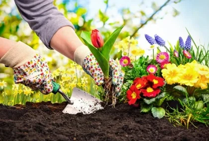 garden-care-planting-luxembourg